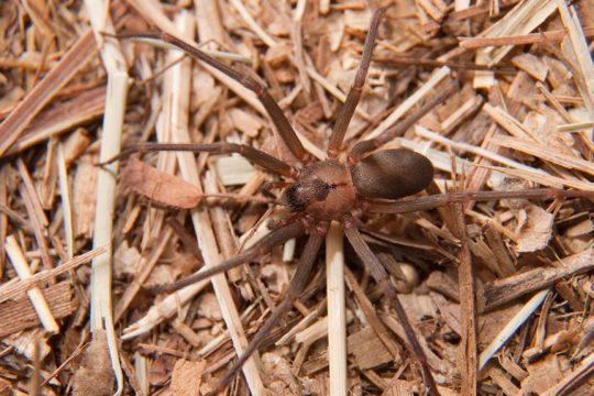 brown spider